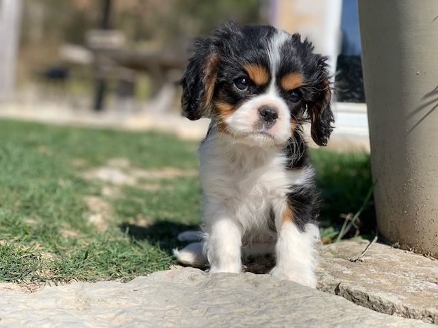 Publication : Du Vallon De Zaltana