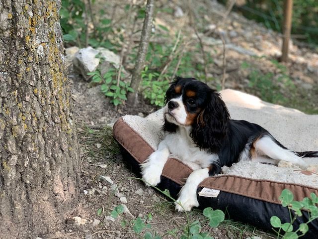 Publication : Du Vallon De Zaltana