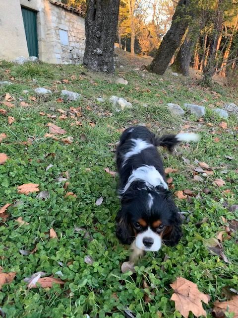 Publication : Du Vallon De Zaltana