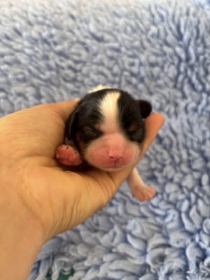 B ... collier bleu - Cavalier King Charles Spaniel