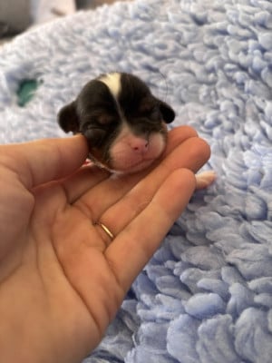 B ... collier rouge - Cavalier King Charles Spaniel