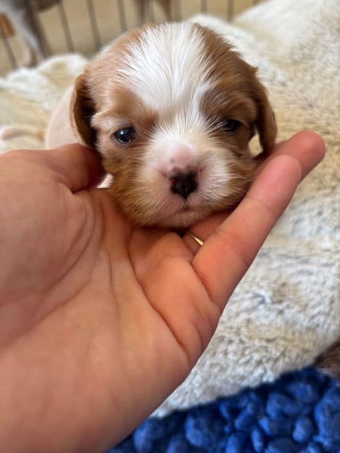 Cavalier King Charles Spaniel - Du Vallon De Zaltana