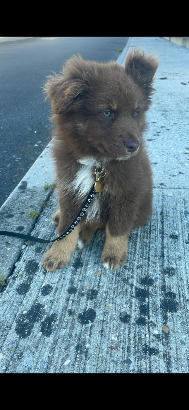 Berger Australien - Du Rêve De L'Elégance