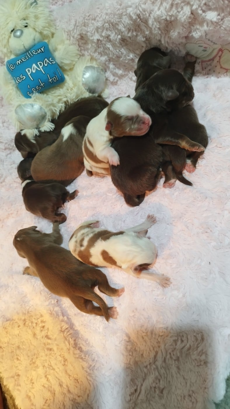 Berger Australien - Du Rêve De L'Elégance