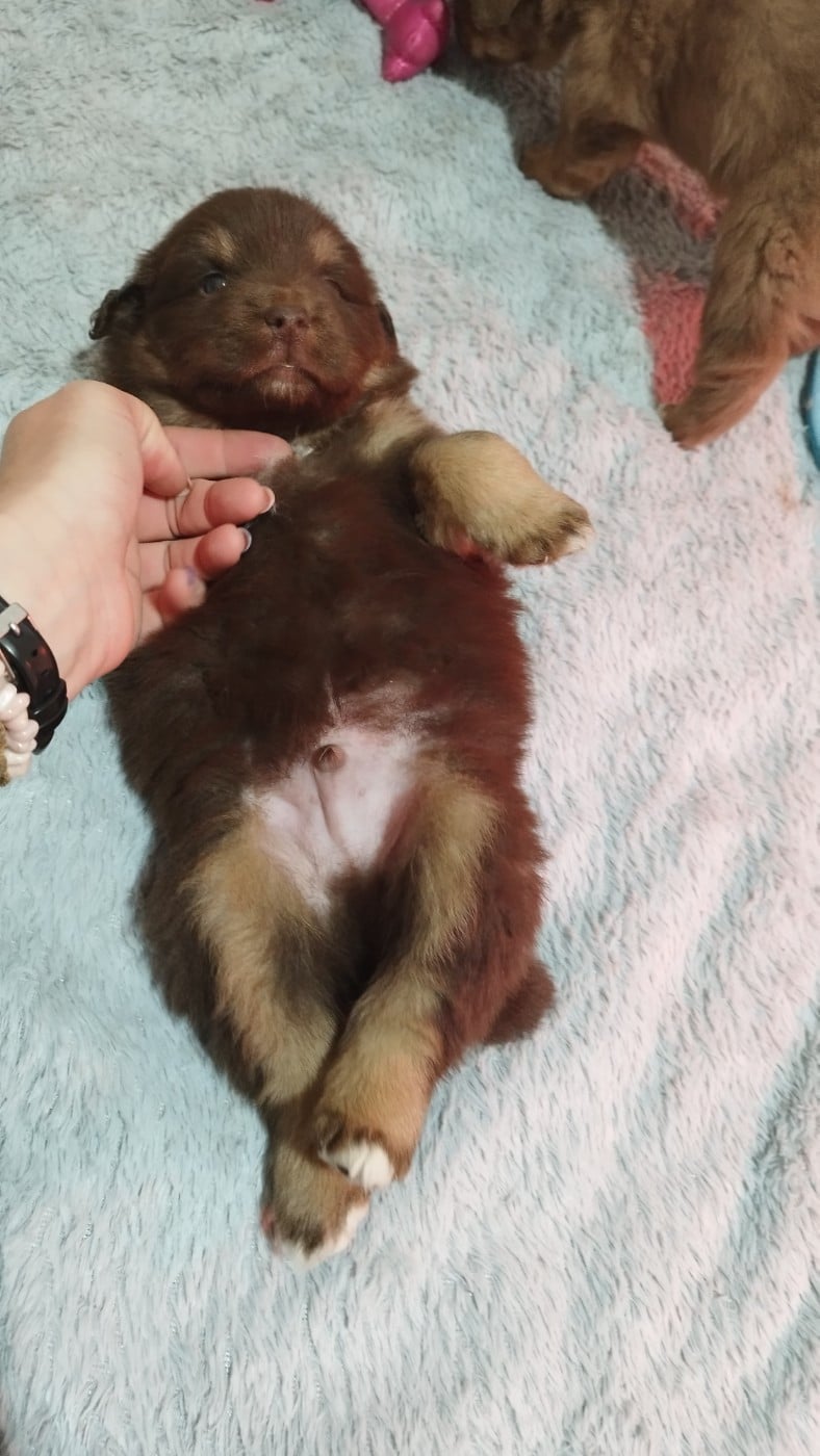 Berger Australien - Du Rêve De L'Elégance