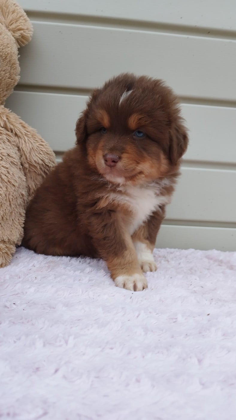 Berger Australien - Du Rêve De L'Elégance