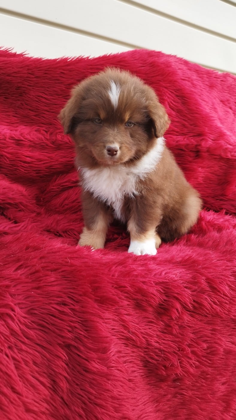 Berger Australien - Du Rêve De L'Elégance