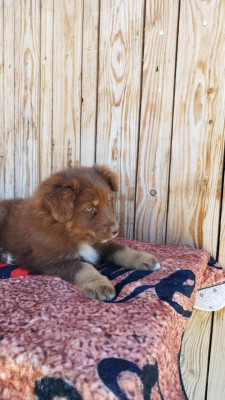 Les chiots de Berger Australien