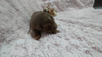 Les chiots de Berger Australien