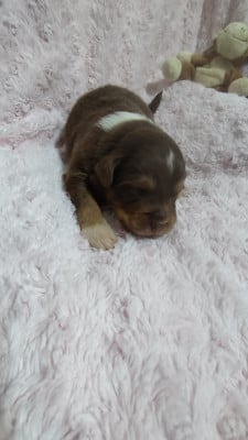 Les chiots de Berger Australien