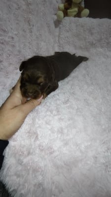 Les chiots de Berger Australien