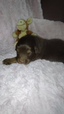 Les chiots de Berger Australien