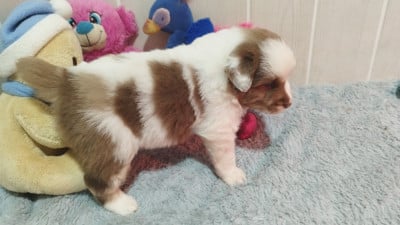 Les chiots de Berger Australien