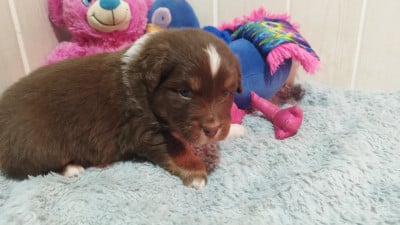 Les chiots de Berger Australien