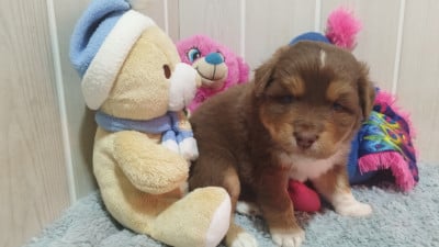 Les chiots de Berger Australien