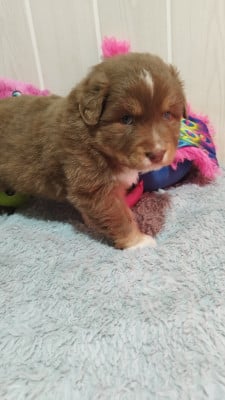 Les chiots de Berger Australien