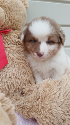 Les chiots de Berger Australien