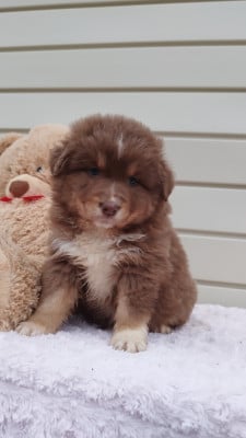 Les chiots de Berger Australien