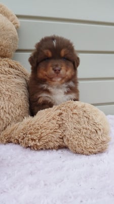 Les chiots de Berger Australien