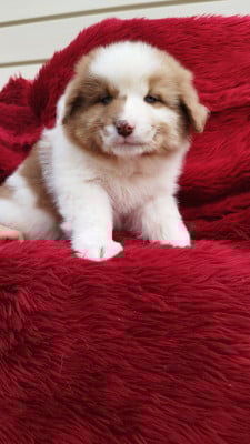 Les chiots de Berger Australien