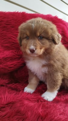 Les chiots de Berger Australien