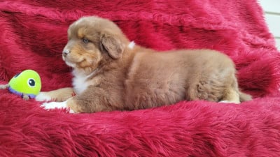 Les chiots de Berger Australien