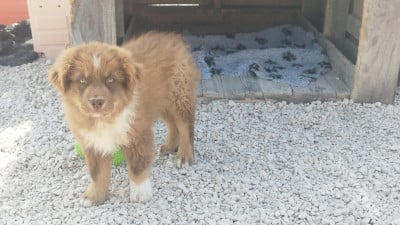 Les chiots de Berger Australien