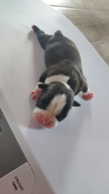 Les chiots de Boston Terrier