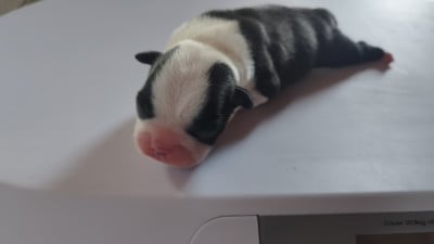Les chiots de Boston Terrier