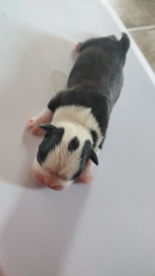 Les chiots de Boston Terrier