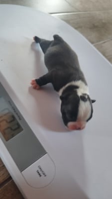 Les chiots de Boston Terrier