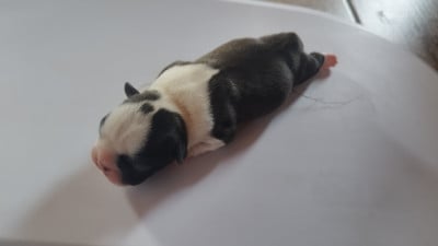 Les chiots de Boston Terrier