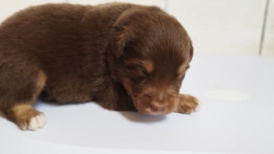 Les chiots de Berger Australien