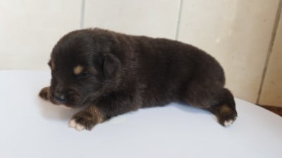 Les chiots de Berger Australien