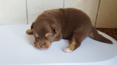Les chiots de Berger Australien