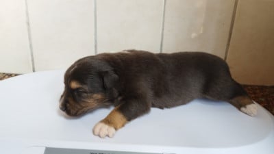 Les chiots de Berger Australien