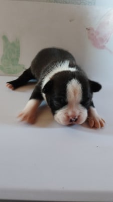 Les chiots de Boston Terrier
