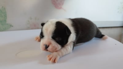 Les chiots de Boston Terrier