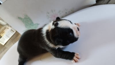 Les chiots de Boston Terrier