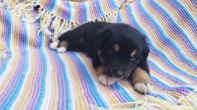 Les chiots de Berger Australien