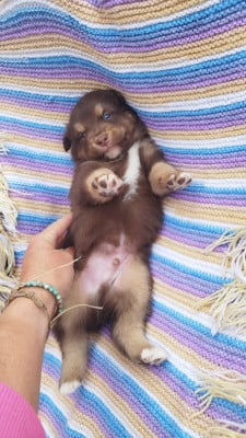 Les chiots de Berger Australien