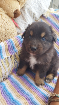 Les chiots de Berger Australien