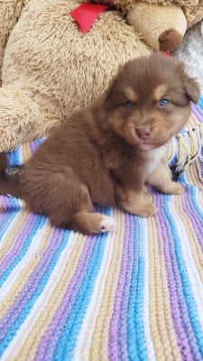 Les chiots de Berger Australien