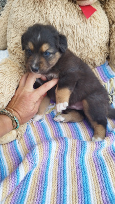 Les chiots de Berger Australien
