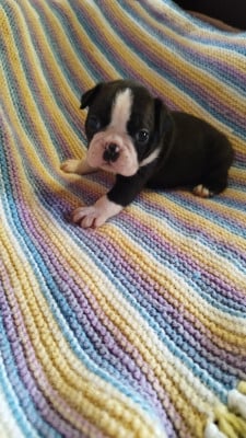 Les chiots de Boston Terrier
