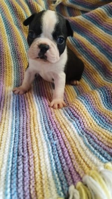 Les chiots de Boston Terrier