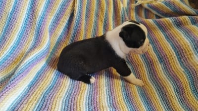 Les chiots de Boston Terrier
