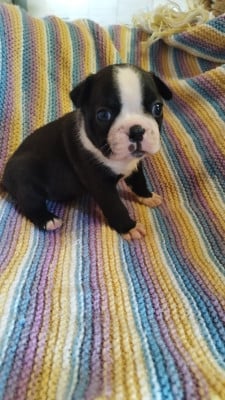 Les chiots de Boston Terrier