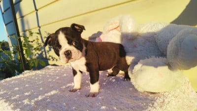 Les chiots de Boston Terrier