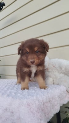 Les chiots de Berger Australien
